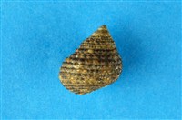 藏品(草蓆鐘螺)的圖片